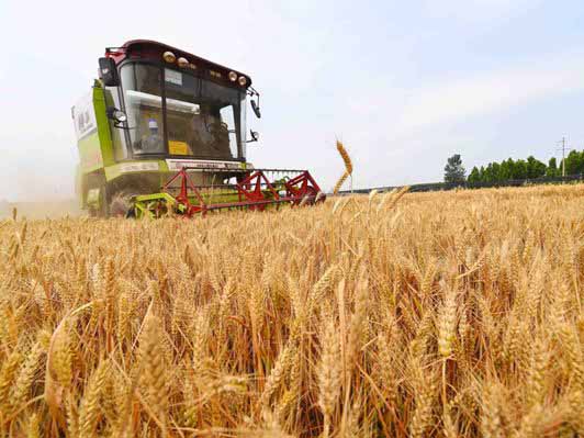 全国大规模小麦跨区机收全面展开