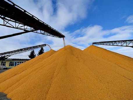 人民日报评论：玉米收储制度改革成效显著